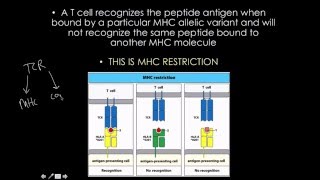 Immunology MHCHLA gene strucure and variaton [upl. by Hteik]