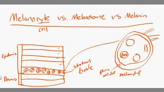 melanocyte vs melanosome vs melanin [upl. by Dahsraf]