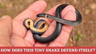 Can you describe 5 ways the tiny Ringnecked Snake defends itself from predators [upl. by Ahsitam]