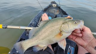 Trolling for yellowbelly and redfin at Lake Eildon from my kayak [upl. by Asylla86]