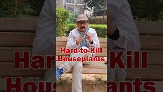 TOP 6 Hard To Kill Plants  Easy to Grow House Plants for Beginners gardeningforbeginners [upl. by Eniamrehc]