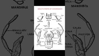 mouth parts of cockroachentomology insects education viral shortsyoutube [upl. by Lokin109]