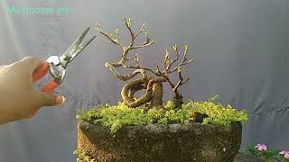 Tips for winter bonsai training [upl. by Yuht]