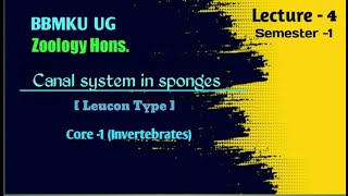 Leucon type Canal system in sponges  BSc Ug  Zoology Hons  BBMKU [upl. by Nebuer]