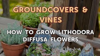 How to Grow Lithodora Diffusa Flowers [upl. by Dorin38]