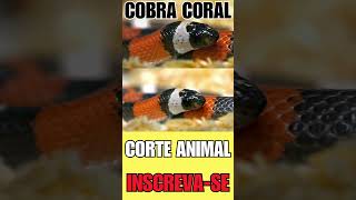 COBRA CORAL VENENO MORTAL [upl. by Ardehs]