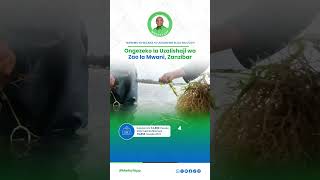 Uzalishaji wa Mwani Umeongezeka Zanzibar mwinyiapp miaka4yamwinyi maendeleokwawote zanzibar [upl. by Lehsreh]