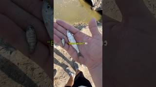 Is this the smallest tarpon you’ve ever seen😳 fishing shorts [upl. by Nennarb]