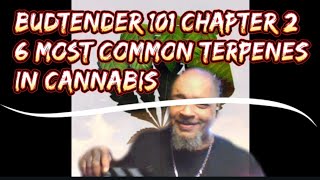 Cannabis Terpenes amp Effects Budtending 101 Chapter 2 [upl. by Annoled849]