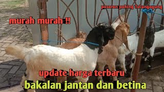 UPDATE HARGA TERBARU BAKALAN JANTAN DAN BETINA [upl. by Olathe]