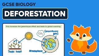 Deforestation  GCSE Biology [upl. by Rob393]