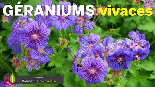 LES VRAIS GÉRANIUMS DE SUPERBES PLANTES VIVACES COUVRESOL ET TRÈS FLEURIES POUR TOUS LES JARDINS [upl. by Adnema598]