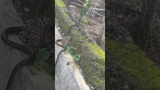 Checkered Keelback दिवड Checkered Keelback snake snakevideo india wildlife nonvenomous [upl. by Norrek189]