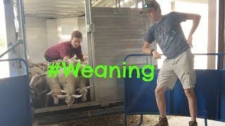 Weaning Lambs  Vlog 32 [upl. by Perzan]