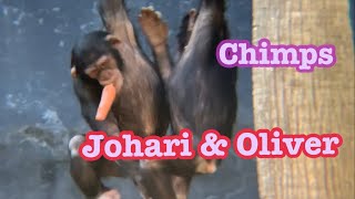 Johari and Oliver chimpanzees [upl. by Ativak]