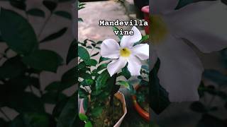 Mandevilla vine vineplants creeperplants mandevilla youtubeshort [upl. by Airdnaxila]