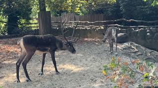 Video vom Zoologischer Garten Berlin [upl. by Carilyn962]