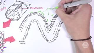 Visualising good gut bacteria [upl. by Nottirb]