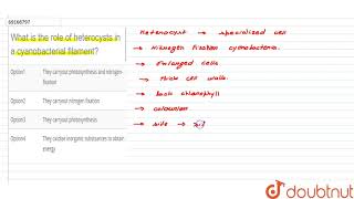 What is the role of heterocysts in a cyanobacterial filament [upl. by Baldwin]