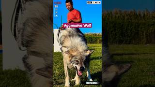 Huge and Aggressive Dog Breed  Wolf Hybrid shorts ytshorts viralshorts wolf [upl. by Anegal]