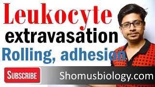 Leukocyte extravasation  leukocyte adhesion and rolling [upl. by Airtemak]