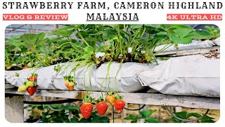 Raajus Big Red Strawberry Farm on Cameron Highland  4K UHD  Malaysia Travel Guide [upl. by Venetis]