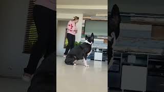 My attempt at Dog Training bostonterrierlove bostonterrier puppy [upl. by Iroak132]