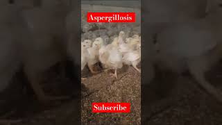 Aspergillosis in broiler broiler poultry birds foryou chicken poultrydisease aseelmurga [upl. by Attennek]