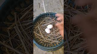 Pigeon making nest pigeon kabootar [upl. by Irtimd]