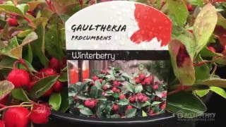 Gaultheria procumbens  Wintergreen  Arts Nursery [upl. by Wickman]