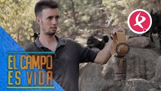 Alejandro continúa con la tradición de usar cencerros  El campo es vida [upl. by Dodge]