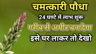 अपामार्ग पौधा  Apamarga Plant अपामार्ग चिरचिटा की जड़ Chirchita Ke totke [upl. by Kort612]