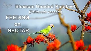 Blossom Headed Parakeet Psittacula roseata FEEDING on NECTAR [upl. by Etteloiv876]