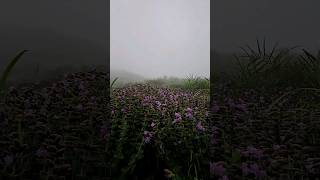 Neelakurunji blooms at Parunthumpara Idukki neelakkurinji mettukurinji kerala 2024monsoon [upl. by Ha520]