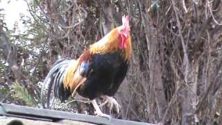 GALLO Y GALLINA EN ZOOLOGICO  AVES EN ZOO [upl. by Mcclure245]