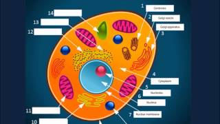 Animal Cell Organelles Narrated [upl. by Jyoti191]