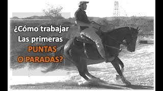 Arrendando Caballos V24 ¿Cómo trabajar las primeras Puntas o Paradas [upl. by Guria894]