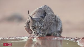 El lince ibérico ya no está en peligro de extinción [upl. by Yornek]