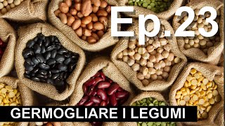 Ep 23GERMOGLIARE I LEGUMIvideo tutorial [upl. by Evania]