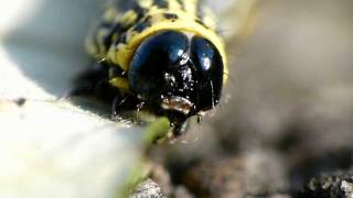 Striped Cankerworm in Closeup クロマダラエダシャク幼虫の尺取歩行 [upl. by Lonny]