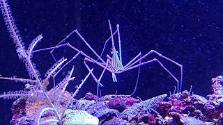 Adding Arrow Crabs to a reef tank to help control the bristle worm population [upl. by Mainis]