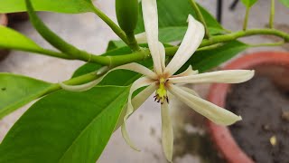 Care of Son Champa  Magnolia Champaca Plant  How to Grow and Care Magnolia Champaca Son Champa [upl. by Enwahs]