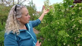 Bladdernut  Delicious Edible Flowers  Permaculture Nordic Food Forest [upl. by Ihab]