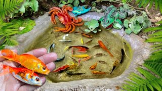 catch bettafish koi fish channa black ghost manfish and millions of other animals [upl. by Elokyn328]