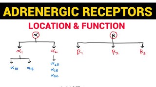 Autonomic Pharmacology  13  Adrenergic Receptors amp their Distribution  EOMS [upl. by Bihas]