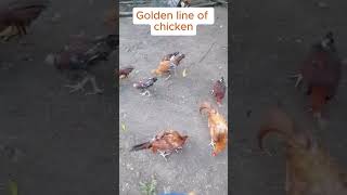 Golden Line of Chicken shorts chicken manok goldenline farmlife theartistfarm KuyaBenFarm [upl. by Annig]