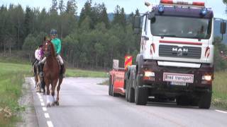 Hest i utmarkwmv [upl. by Fulmer]