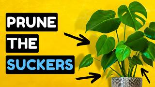 10 Must Do Tricks For The BEST Monstera [upl. by Weiman197]