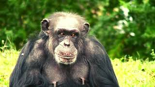 Inside the World of Apes and Monkeys Amazing Facts and Behaviors [upl. by Fan949]