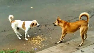 Dogs fighting action [upl. by Ibby]